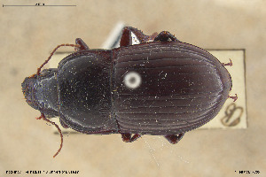  ( - BGE_00258_D11)  @11 [ ] Creative Commons  Attribution Non-Commercial Share-Alike (2024) NTNU University Museum, Department of Natural History NTNU University Museum, Department of Natural History