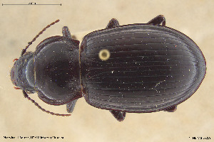  (Zabrus angustatus - BGE_00258_D06)  @11 [ ] Creative Commons  Attribution Non-Commercial Share-Alike (2024) NTNU University Museum, Department of Natural History NTNU University Museum, Department of Natural History