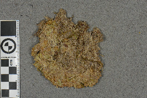  (Sphagnum incundum - BGE_00811_B06)  @11 [ ] Creative Commons  Attribution Non-Commercial Share-Alike (2024) NTNU University Museum, Department of Natural History NTNU University Museum, Department of Natural History