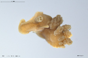  (Doto cuspidata - BGE_00229_B02)  @11 [ ] Creative Commons  Attribution Non-Commercial Share-Alike (2023) NTNU University Museum, Department of Natural History NTNU University Museum, Department of Natural History
