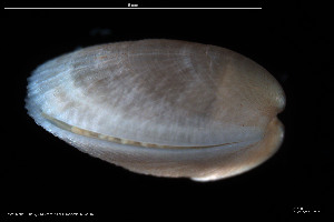  (Limatula - BGE_00231_C10)  @11 [ ] Creative Commons  Attribution Non-Commercial Share-Alike (2024) NTNU University Museum, Department of Natural History NTNU University Museum, Department of Natural History