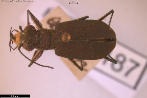  (Cicindela concolor - BGE_00250_H10)  @11 [ ] Creative Commons  Attribution Non-Commercial Share-Alike (2024) NTNU University Museum, Department of Natural History NTNU University Museum, Department of Natural History