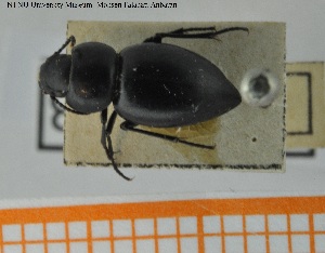  (Pachychila dejeani - BGE_00252_D05)  @11 [ ] Creative Commons  Attribution Non-Commercial Share-Alike (2024) NTNU University Museum, Department of Natural History NTNU University Museum, Department of Natural History