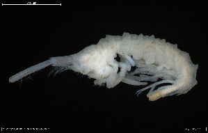  (Laetmatophilus armatus - BGE_00255_H05)  @11 [ ] Creative Commons  Attribution Non-Commercial Share-Alike (2024) NTNU University Museum, Department of Natural History NTNU University Museum, Department of Natural History