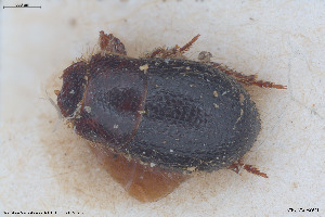  ( - BGE_00813_A05)  @11 [ ] Creative Commons  Attribution Non-Commercial Share-Alike (2025) NTNU University Museum, Department of Natural History NTNU University Museum, Department of Natural History