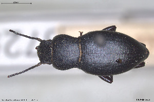  (Anatolica - BGE_00813_A08)  @11 [ ] Creative Commons  Attribution Non-Commercial Share-Alike (2025) NTNU University Museum, Department of Natural History NTNU University Museum, Department of Natural History