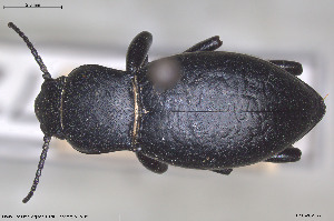  (Anatolica subquadrata - BGE_00813_A09)  @11 [ ] Creative Commons  Attribution Non-Commercial Share-Alike (2025) NTNU University Museum, Department of Natural History NTNU University Museum, Department of Natural History