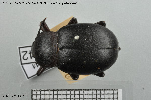  (Blaps abbreviata - BGE_00813_A11)  @11 [ ] Creative Commons  Attribution Non-Commercial Share-Alike (2025) NTNU University Museum, Department of Natural History NTNU University Museum, Department of Natural History