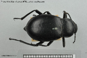  ( - BGE_00813_A12)  @11 [ ] Creative Commons  Attribution Non-Commercial Share-Alike (2025) NTNU University Museum, Department of Natural History NTNU University Museum, Department of Natural History