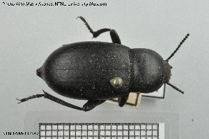  (Blaps halophila - BGE_00813_B01)  @11 [ ] Creative Commons  Attribution Non-Commercial Share-Alike (2025) NTNU University Museum, Department of Natural History NTNU University Museum, Department of Natural History