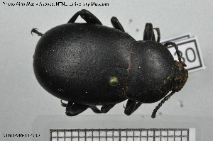  (Blaps ocreata - BGE_00813_B03)  @11 [ ] Creative Commons  Attribution Non-Commercial Share-Alike (2025) NTNU University Museum, Department of Natural History NTNU University Museum, Department of Natural History