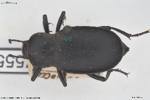  (Blaps parvicollis - BGE_00813_B05)  @11 [ ] Creative Commons  Attribution Non-Commercial Share-Alike (2025) NTNU University Museum, Department of Natural History NTNU University Museum, Department of Natural History