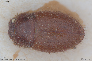  ( - BGE_00813_B06)  @11 [ ] Creative Commons  Attribution Non-Commercial Share-Alike (2025) NTNU University Museum, Department of Natural History NTNU University Museum, Department of Natural History