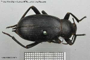  (Blaps polychresta - BGE_00813_B07)  @11 [ ] Creative Commons  Attribution Non-Commercial Share-Alike (2025) NTNU University Museum, Department of Natural History NTNU University Museum, Department of Natural History