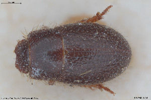  ( - BGE_00813_B10)  @11 [ ] Creative Commons  Attribution Non-Commercial Share-Alike (2025) NTNU University Museum, Department of Natural History NTNU University Museum, Department of Natural History