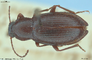  (Odocnemis - BGE_00813_C01)  @11 [ ] Creative Commons  Attribution Non-Commercial Share-Alike (2025) NTNU University Museum, Department of Natural History NTNU University Museum, Department of Natural History