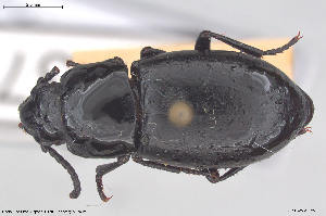  (Dailognatha quadricollis - BGE_00813_C03)  @11 [ ] Creative Commons  Attribution Non-Commercial Share-Alike (2025) NTNU University Museum, Department of Natural History NTNU University Museum, Department of Natural History