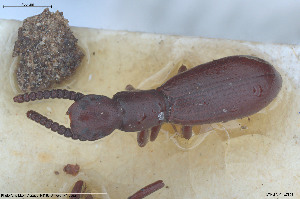  (Dichillus laeviusculus - BGE_00813_C05)  @11 [ ] Creative Commons  Attribution Non-Commercial Share-Alike (2025) NTNU University Museum, Department of Natural History NTNU University Museum, Department of Natural History