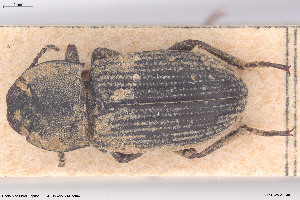  (Gonocephalum costatum - BGE_00813_C11)  @11 [ ] Creative Commons  Attribution Non-Commercial Share-Alike (2025) NTNU University Museum, Department of Natural History NTNU University Museum, Department of Natural History