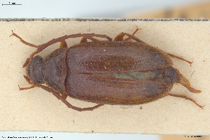  (Hymenalia graeca - BGE_00813_D04)  @11 [ ] Creative Commons  Attribution Non-Commercial Share-Alike (2025) NTNU University Museum, Department of Natural History NTNU University Museum, Department of Natural History