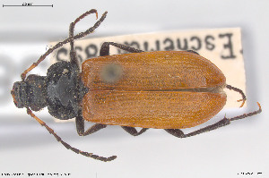  ( - BGE_00813_D11)  @11 [ ] Creative Commons  Attribution Non-Commercial Share-Alike (2025) NTNU University Museum, Department of Natural History NTNU University Museum, Department of Natural History