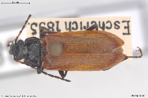  ( - BGE_00813_D12)  @11 [ ] Creative Commons  Attribution Non-Commercial Share-Alike (2025) NTNU University Museum, Department of Natural History NTNU University Museum, Department of Natural History