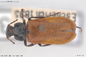  (Omophlus flavipennis - BGE_00813_E01)  @11 [ ] Creative Commons  Attribution Non-Commercial Share-Alike (2025) NTNU University Museum, Department of Natural History NTNU University Museum, Department of Natural History