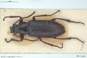  (Omophlus pilicollis - BGE_00813_E03)  @11 [ ] Creative Commons  Attribution Non-Commercial Share-Alike (2025) NTNU University Museum, Department of Natural History NTNU University Museum, Department of Natural History