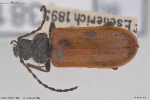  (Omophlus rugosicollis - BGE_00813_E06)  @11 [ ] Creative Commons  Attribution Non-Commercial Share-Alike (2025) NTNU University Museum, Department of Natural History NTNU University Museum, Department of Natural History