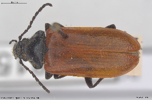  ( - BGE_00813_E07)  @11 [ ] Creative Commons  Attribution Non-Commercial Share-Alike (2025) NTNU University Museum, Department of Natural History NTNU University Museum, Department of Natural History