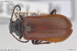  ( - BGE_00813_E08)  @11 [ ] Creative Commons  Attribution Non-Commercial Share-Alike (2025) NTNU University Museum, Department of Natural History NTNU University Museum, Department of Natural History