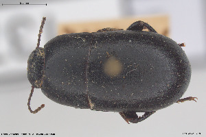  (Pedinini - BGE_00813_E12)  @11 [ ] Creative Commons  Attribution Non-Commercial Share-Alike (2025) NTNU University Museum, Department of Natural History NTNU University Museum, Department of Natural History