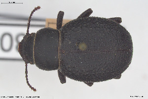  ( - BGE_00813_F07)  @11 [ ] Creative Commons  Attribution Non-Commercial Share-Alike (2025) NTNU University Museum, Department of Natural History NTNU University Museum, Department of Natural History