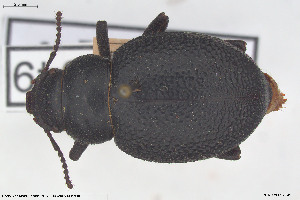  ( - BGE_00813_F08)  @11 [ ] Creative Commons  Attribution Non-Commercial Share-Alike (2025) NTNU University Museum, Department of Natural History NTNU University Museum, Department of Natural History