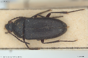  (Podonta dalmatina - BGE_00813_F12)  @11 [ ] Creative Commons  Attribution Non-Commercial Share-Alike (2025) NTNU University Museum, Department of Natural History NTNU University Museum, Department of Natural History