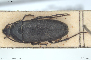  ( - BGE_00813_G01)  @11 [ ] Creative Commons  Attribution Non-Commercial Share-Alike (2025) NTNU University Museum, Department of Natural History NTNU University Museum, Department of Natural History