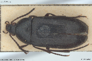  ( - BGE_00813_G02)  @11 [ ] Creative Commons  Attribution Non-Commercial Share-Alike (2025) NTNU University Museum, Department of Natural History NTNU University Museum, Department of Natural History