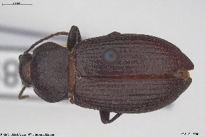  ( - BGE_00813_G03)  @11 [ ] Creative Commons  Attribution Non-Commercial Share-Alike (2025) NTNU University Museum, Department of Natural History NTNU University Museum, Department of Natural History