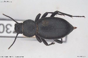  (Tentyria nomas - BGE_00813_G06)  @11 [ ] Creative Commons  Attribution Non-Commercial Share-Alike (2025) NTNU University Museum, Department of Natural History NTNU University Museum, Department of Natural History