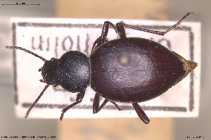  (Tentyrina - BGE_00813_G08)  @11 [ ] Creative Commons  Attribution Non-Commercial Share-Alike (2025) NTNU University Museum, Department of Natural History NTNU University Museum, Department of Natural History