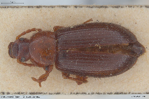  (Mycetochara ruficollis - BGE_00813_H06)  @11 [ ] Creative Commons  Attribution Non-Commercial Share-Alike (2025) NTNU University Museum, Department of Natural History NTNU University Museum, Department of Natural History