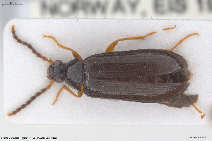  ( - BGE_00813_H07)  @11 [ ] Creative Commons  Attribution Non-Commercial Share-Alike (2025) NTNU University Museum, Department of Natural History NTNU University Museum, Department of Natural History