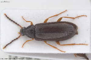  ( - BGE_00813_H08)  @11 [ ] Creative Commons  Attribution Non-Commercial Share-Alike (2025) NTNU University Museum, Department of Natural History NTNU University Museum, Department of Natural History