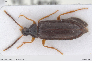  ( - BGE_00813_H09)  @11 [ ] Creative Commons  Attribution Non-Commercial Share-Alike (2025) NTNU University Museum, Department of Natural History NTNU University Museum, Department of Natural History