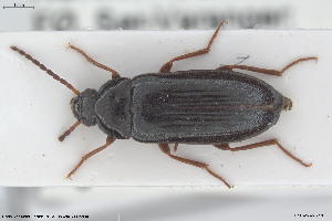  ( - BGE_00813_H11)  @11 [ ] Creative Commons  Attribution Non-Commercial Share-Alike (2025) NTNU University Museum, Department of Natural History NTNU University Museum, Department of Natural History