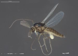  ( - BGE_00248_A09)  @11 [ ] Creative Commons  Attribution Non-Commercial Share-Alike (2024) NTNU University Museum, Department of Natural History NTNU University Museum, Department of Natural History