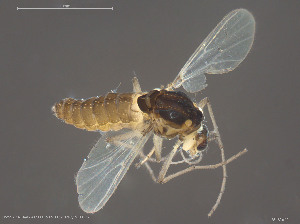  ( - BGE_00248_A11)  @11 [ ] Creative Commons  Attribution Non-Commercial Share-Alike (2024) NTNU University Museum, Department of Natural History NTNU University Museum, Department of Natural History