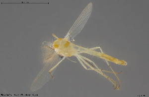  ( - BGE_00248_B07)  @11 [ ] Creative Commons  Attribution Non-Commercial Share-Alike (2024) NTNU University Museum, Department of Natural History NTNU University Museum, Department of Natural History