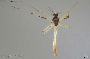  (Microtendipes sp. 4ES - BGE_00248_C05)  @11 [ ] Creative Commons  Attribution Non-Commercial Share-Alike (2024) NTNU University Museum, Department of Natural History NTNU University Museum, Department of Natural History