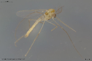  ( - BGE_00244_A04)  @11 [ ] Creative Commons  Attribution Non-Commercial Share-Alike (2024) NTNU University Museum, Department of Natural History NTNU University Museum, Department of Natural History